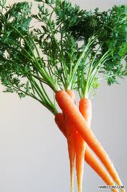 Посадка моркви весною